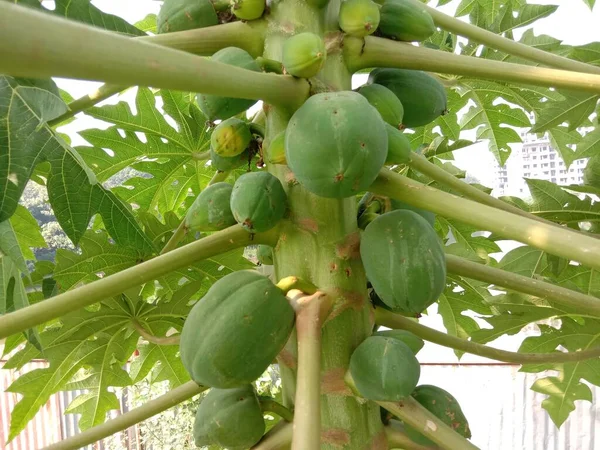 Caldo Papaya Verde Sano Fresco Árbol — Foto de Stock