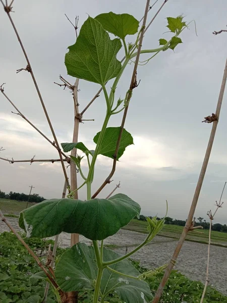 Gesunde Und Frische Flaschensicherungsblätter Auf Dem Bauernhof — Stockfoto