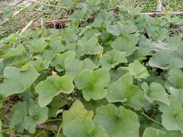 Bouteille Saine Fraîche Garde Feuille Coloseup Ferme — Photo