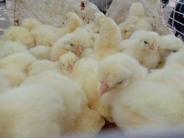 Küçük kuş stoğu satışta