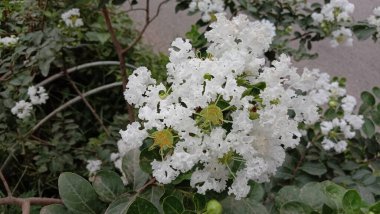 yeşil yapraklı beyaz renkli güzel çiçek