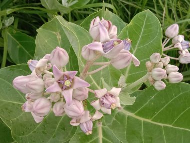 yeşil yapraklı beyaz renkli güzel çiçek