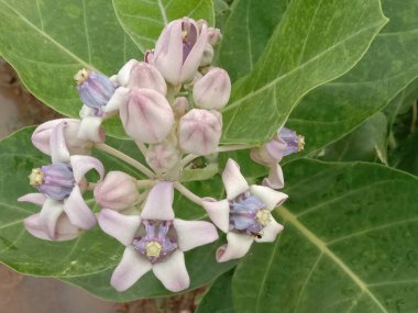 yeşil yapraklı beyaz renkli güzel çiçek