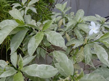 yeşil yapraklı beyaz renkli güzel çiçek