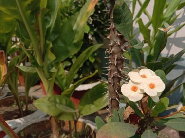 yeşil yapraklı beyaz renkli güzel çiçek