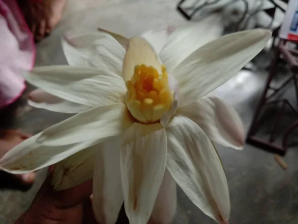 Flor Lírio Bonito Cor Branca — Fotografia de Stock