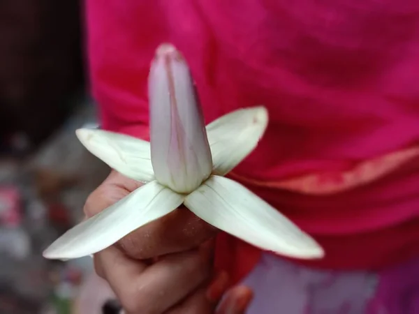 Beyaz Renkli Güzel Sulu Zambak Çiçeği — Stok fotoğraf