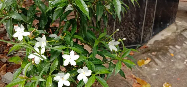 Belle Fleur Couleur Blanche Avec Feuille Verte — Photo