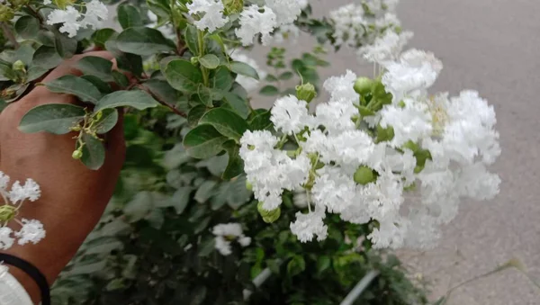 Wit Gekleurde Mooie Bloem Met Groen Blad — Stockfoto