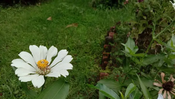 Wit Gekleurde Mooie Bloem Met Groen Blad — Stockfoto