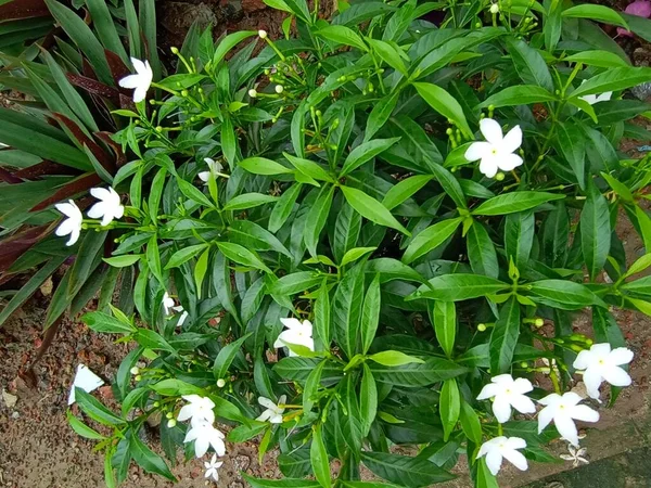 Weiß Gefärbte Schöne Blume Mit Grünem Blatt — Stockfoto