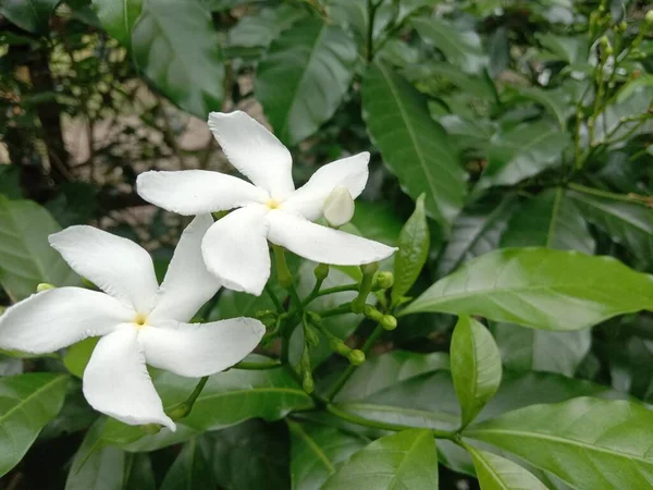 Bianco Colorato Bel Fiore Con Foglia Verde — Foto Stock