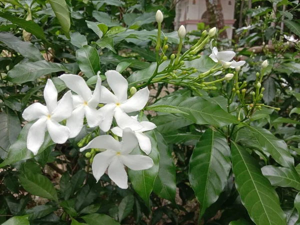 Biały Kolorowy Piękny Kwiat Zielonym Liściem — Zdjęcie stockowe