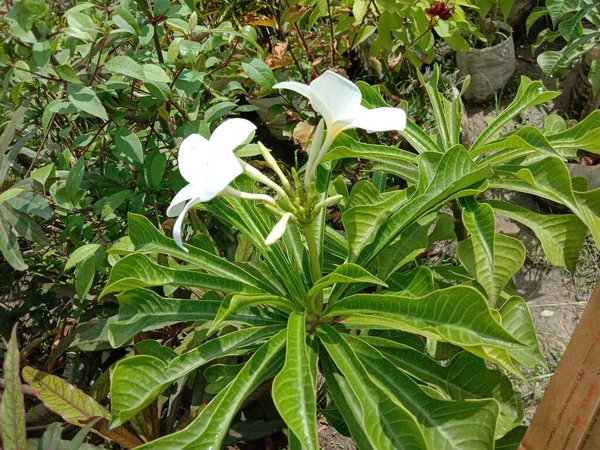 Flor Hermosa Color Blanco Con Hoja Verde — Foto de Stock
