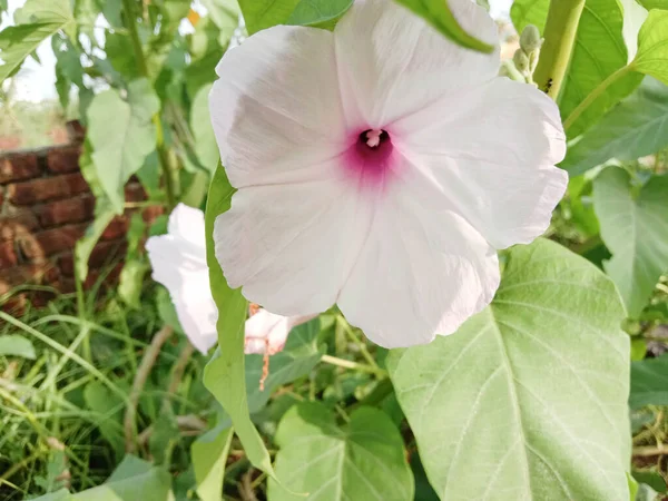 Weiß Gefärbte Schöne Blume Mit Grünem Blatt — Stockfoto