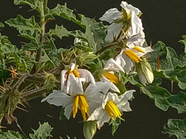 Bianco Colorato Bel Fiore Con Foglia Verde — Foto Stock