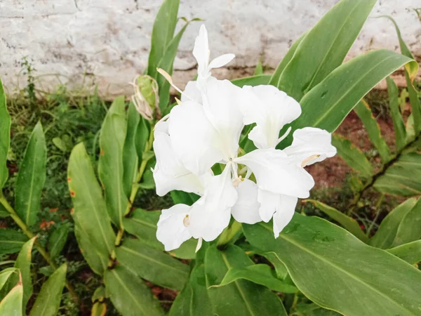 Λευκό Χρώμα Όμορφο Λουλούδι Πράσινο Φύλλο — Φωτογραφία Αρχείου