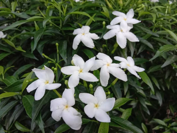 Flor Hermosa Color Blanco Con Hoja Verde —  Fotos de Stock