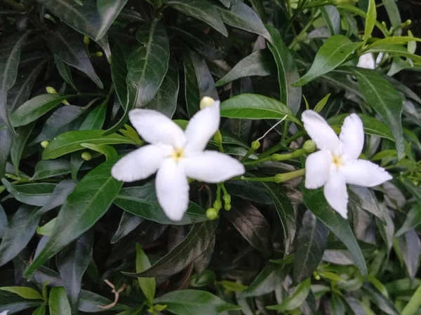 Bianco Colorato Bel Fiore Con Foglia Verde — Foto Stock