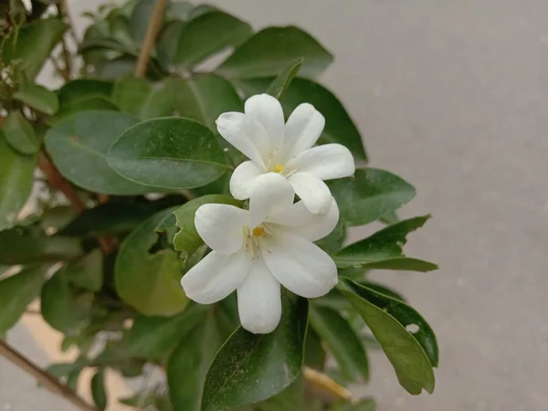 Flor Hermosa Color Blanco Con Hoja Verde —  Fotos de Stock