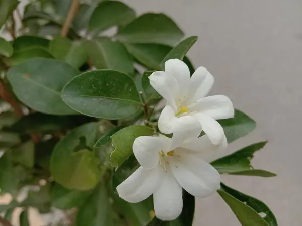 Vit Färgad Vacker Blomma Med Gröna Blad — Stockfoto