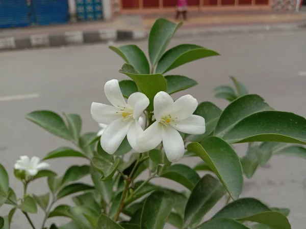 Flor Bonita Cor Branca Com Folha Verde — Fotografia de Stock