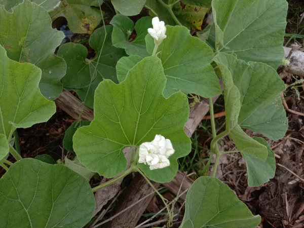 Yeşil Yapraklı Beyaz Renkli Güzel Çiçek — Stok fotoğraf