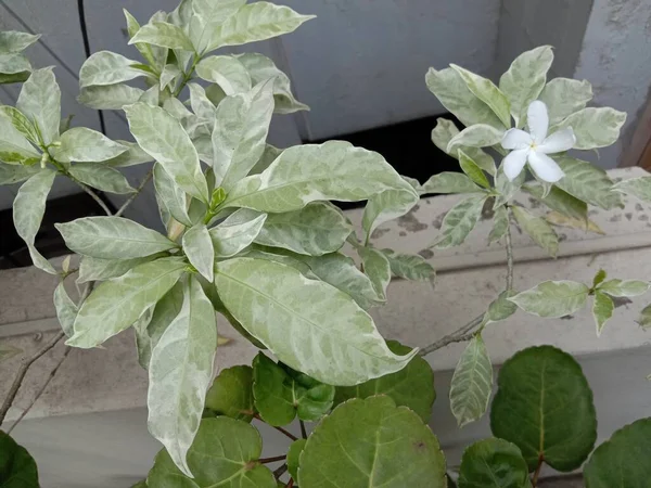 緑の葉を持つ白い美しい花 — ストック写真