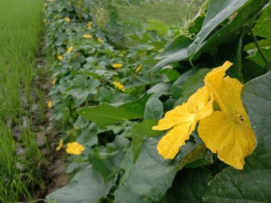 Bahçesinde yaprak olan sarı renkli güzel çiçek.