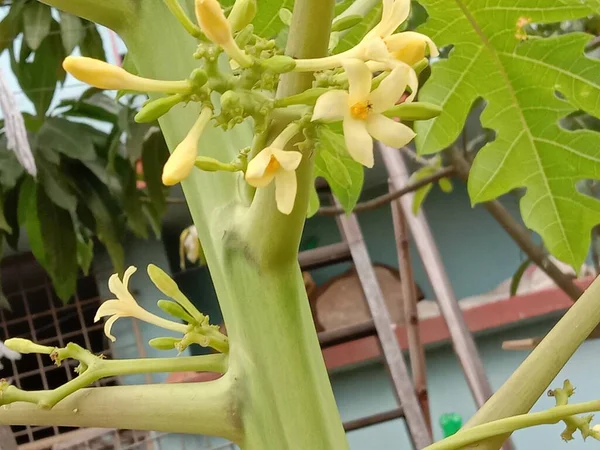 美丽的黄色花朵 花园上有叶子 — 图库照片