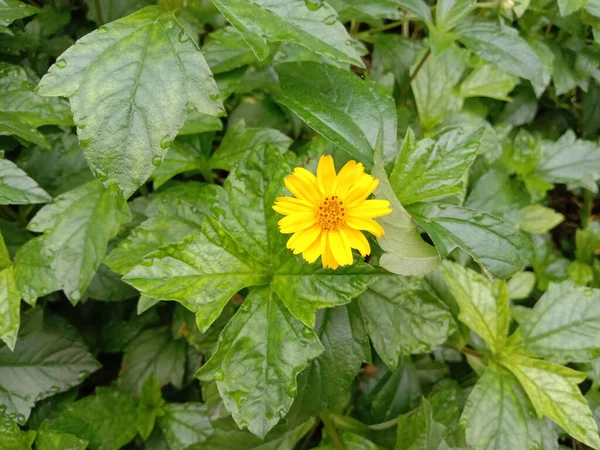 庭に葉を持つ美しい黄色の花 — ストック写真
