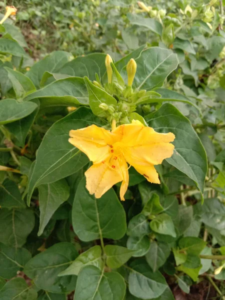 Όμορφο Κίτρινο Χρώμα Λουλούδι Φύλλο Στον Κήπο — Φωτογραφία Αρχείου