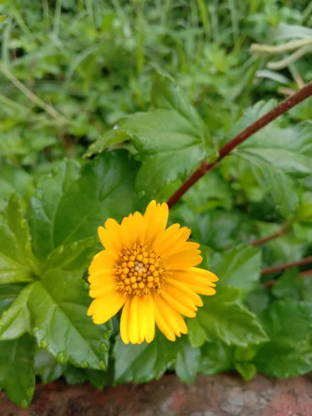 庭に葉を持つ美しい黄色の花 — ストック写真