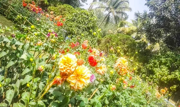 庭に葉を持つ美しい黄色の花 — ストック写真