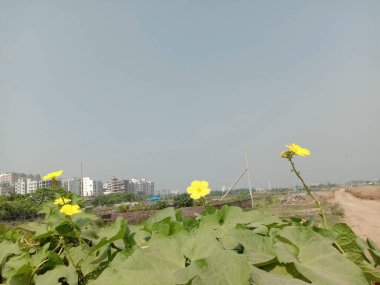 yeşil yapraklı sarı renkli güzel çiçek