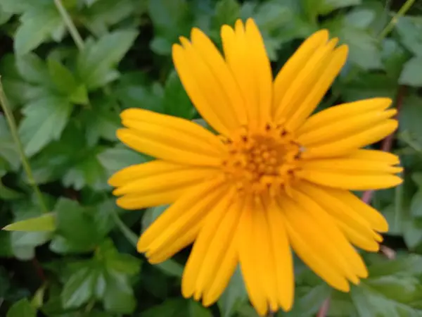 Жовтого Кольору Красива Квітка Зеленим Листям — стокове фото