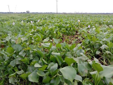 Kochuri pana ve gökyüzü bulutlu