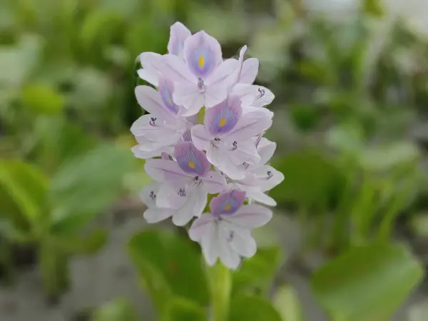 Фиолетовый Белый Цветок Кочури Пана Зеленым Листом — стоковое фото