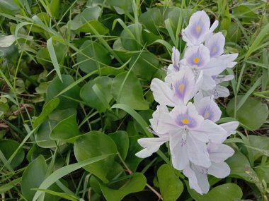 Yeşil yapraklı menekşe ve beyaz kochuri pana çiçeği
