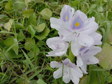 Yeşil yapraklı menekşe ve beyaz kochuri pana çiçeği