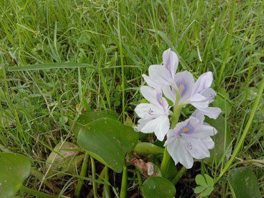 Yeşil yapraklı menekşe ve beyaz kochuri pana çiçeği
