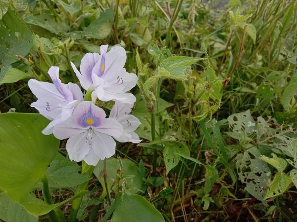 Yeşil yapraklı menekşe ve beyaz kochuri pana çiçeği