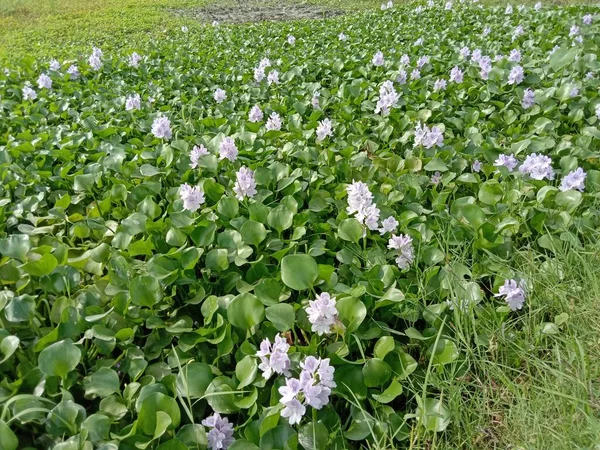 Violet White Colored Kochuri Pana Flower Green Leaf — Stock Photo, Image