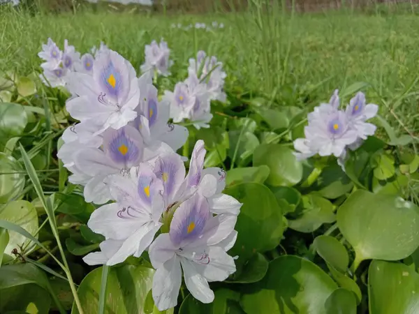 Yeşil yapraklı menekşe ve beyaz kochuri pana çiçeği
