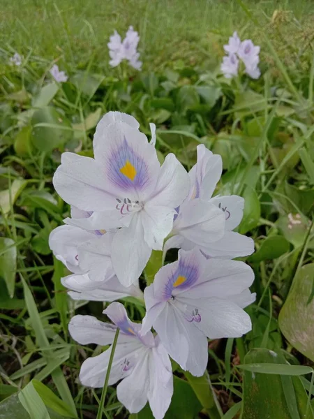 Yeşil yapraklı menekşe ve beyaz kochuri pana çiçeği