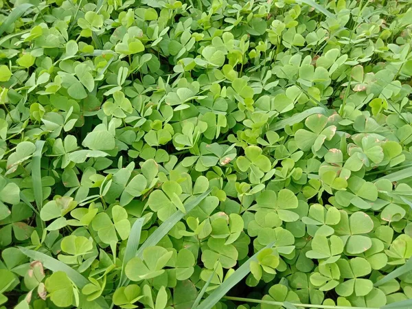 Daun Hijau Berwarna Dan Rumput Melihat Lapangan — Stok Foto