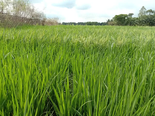 Verde Color Paddy Árbol Vista Granja — Foto de Stock