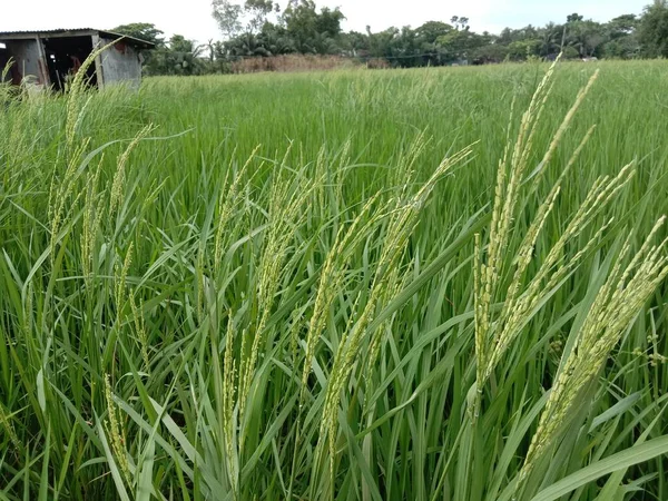 Zelená Barva Paddy Strom Pohled Farmě — Stock fotografie