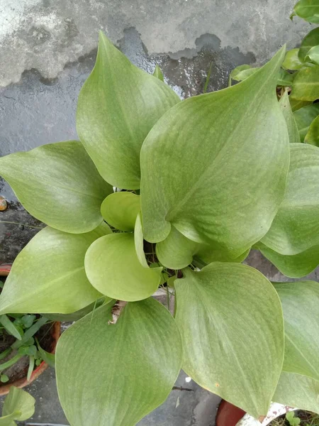 Πράσινο Χρώμα Φύλλα Closeup Στην Κατσαρόλα Στον Κήπο — Φωτογραφία Αρχείου