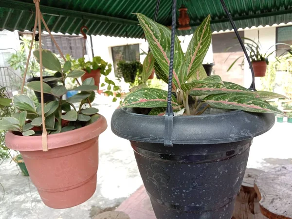 Primo Piano Foglia Verde Vaso Giardino — Foto Stock